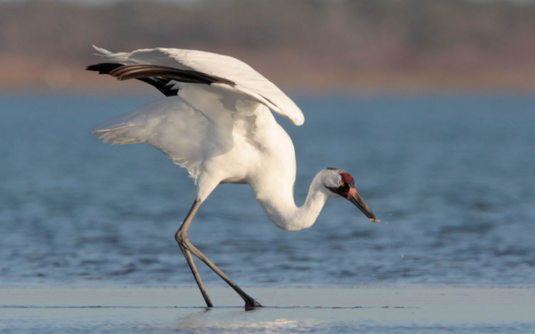 Whooping Cranes – Wintering in Texas