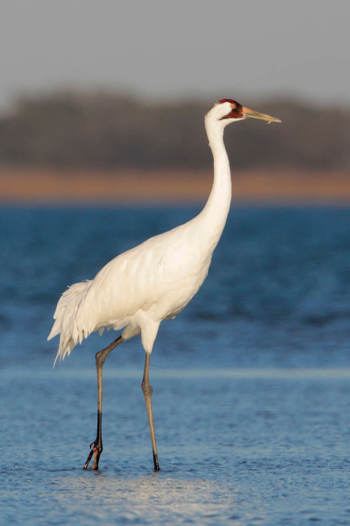Whooping Cranes Wintering In Texas Interpretive Insights